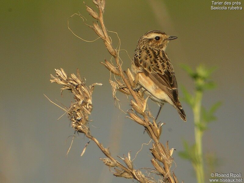 Whinchat female adult breeding