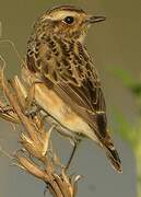 Whinchat