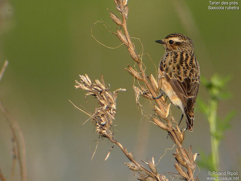 Whinchat female adult breeding