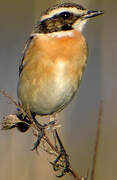 Whinchat