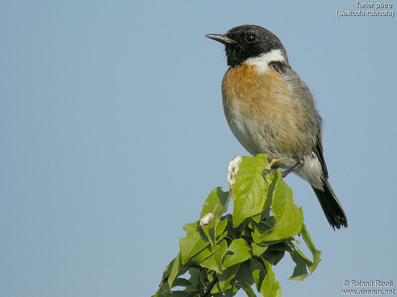 European Stonechatadult breeding