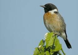 European Stonechat