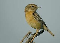 European Stonechat