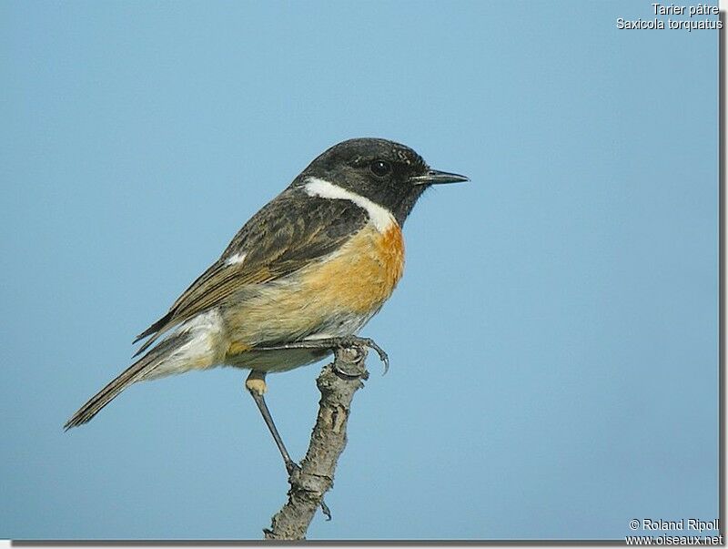 European Stonechat male adult breeding, identification