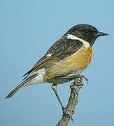 European Stonechat