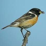 European Stonechat