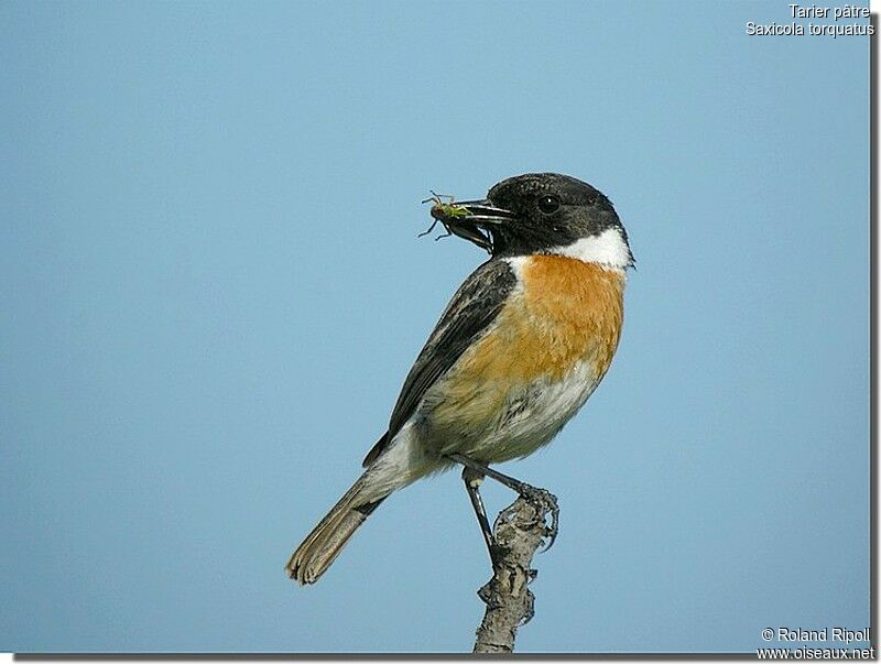 European Stonechat male adult breeding, identification