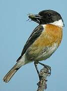 European Stonechat