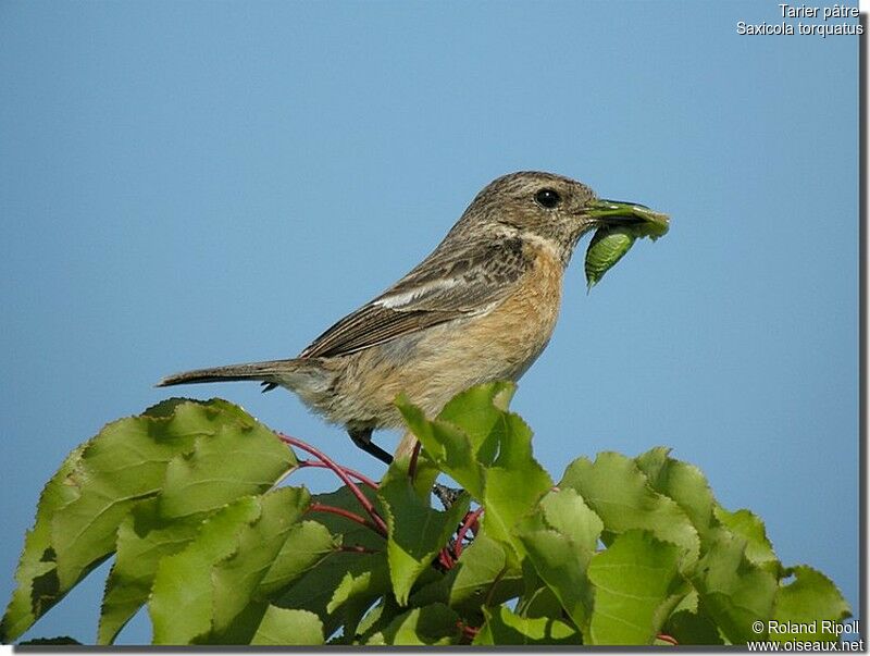 European Stonechat female adult breeding, identification