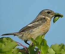 European Stonechat