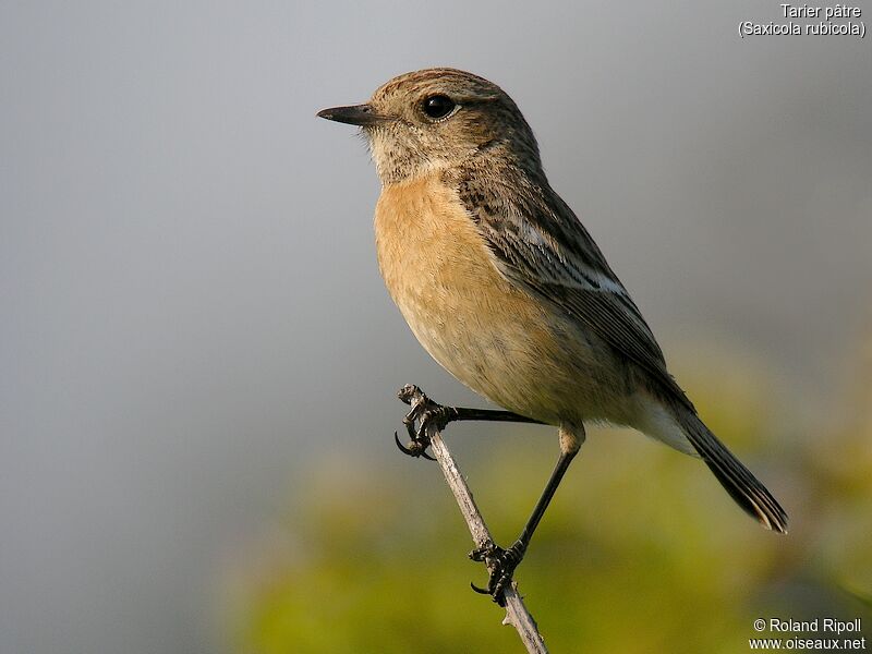 European Stonechatadult breeding