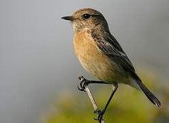 European Stonechat