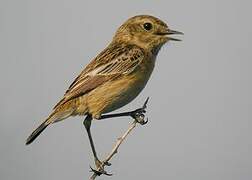 European Stonechat