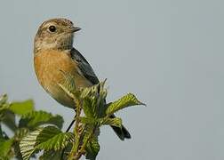 European Stonechat