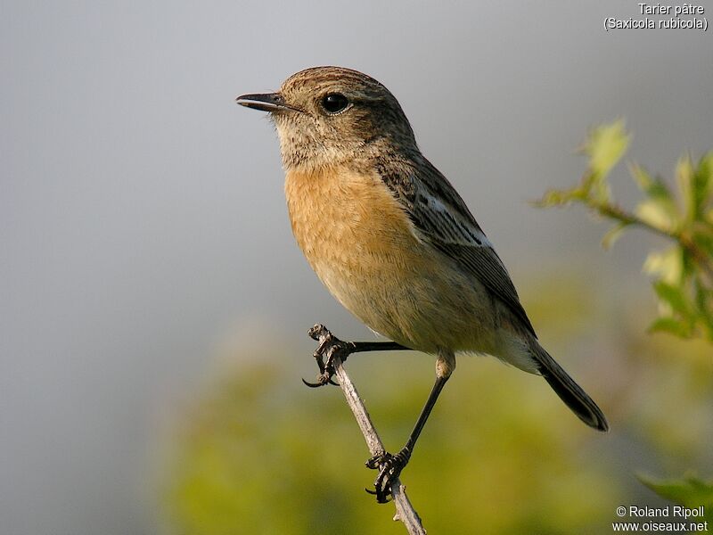 European Stonechatadult breeding