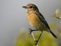 European Stonechat