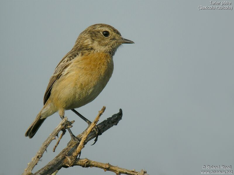 European Stonechatadult breeding