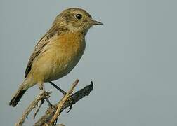 European Stonechat