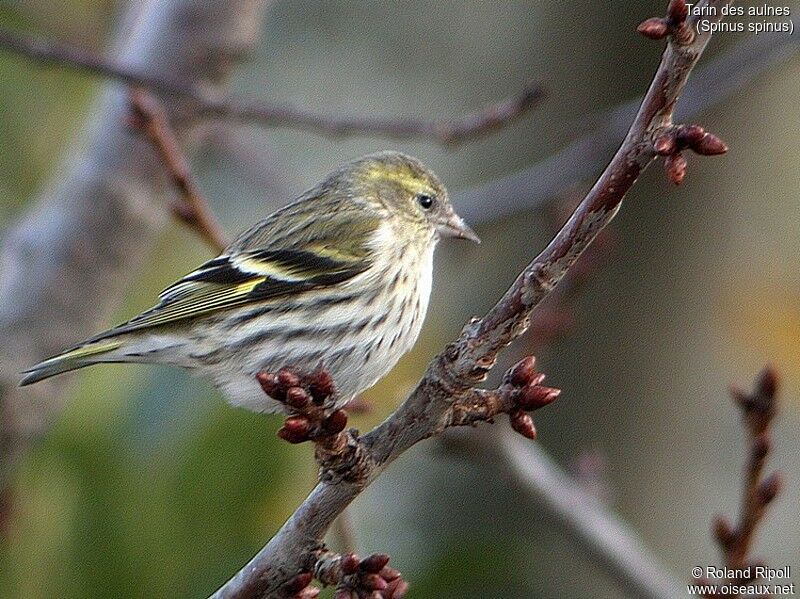 Eurasian Siskin