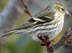 Eurasian Siskin