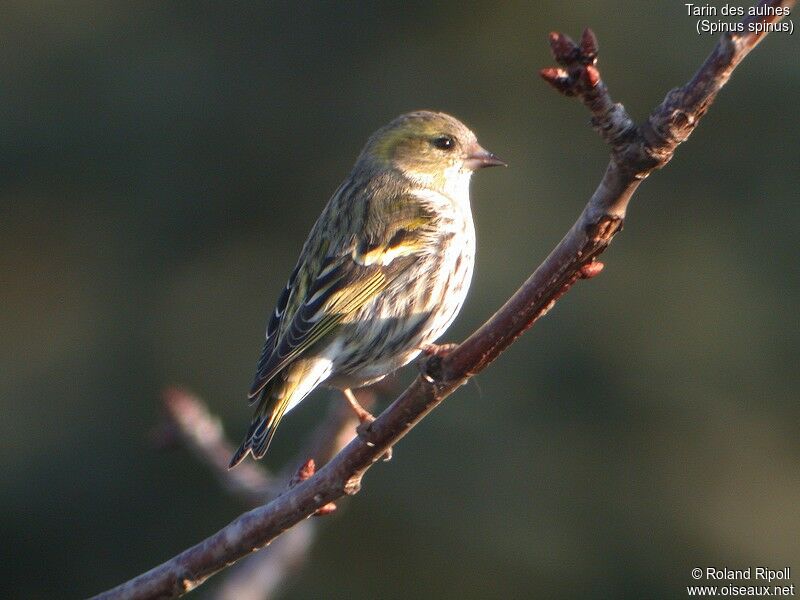 Eurasian Siskin