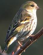 Eurasian Siskin