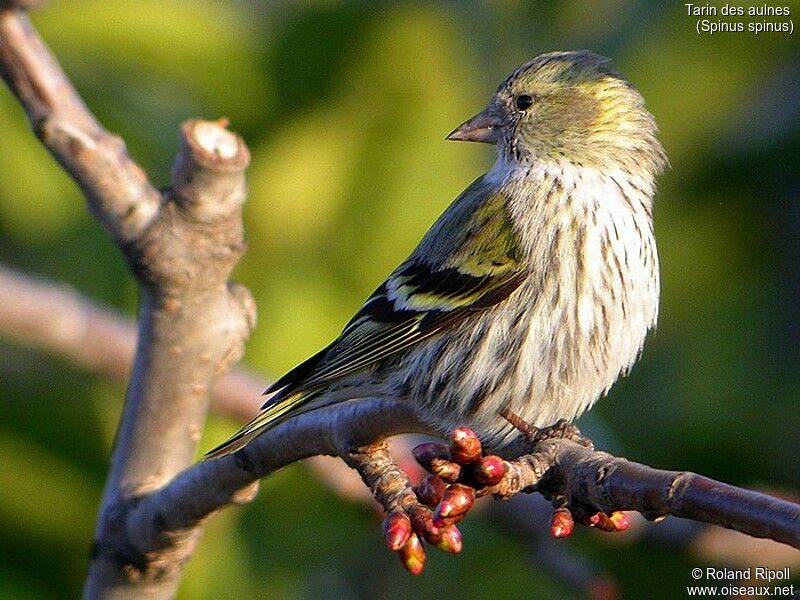 Eurasian Siskin