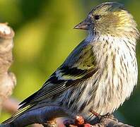 Eurasian Siskin