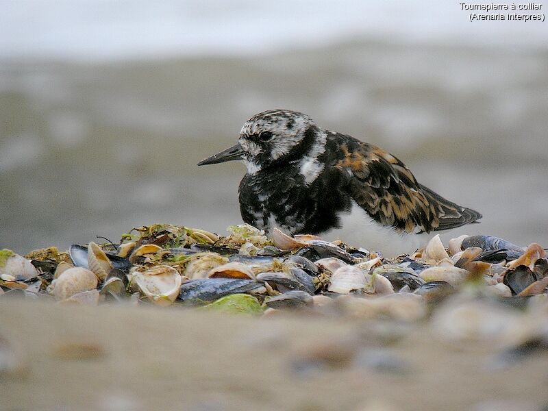 Ruddy Turnstone