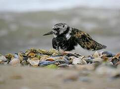 Ruddy Turnstone