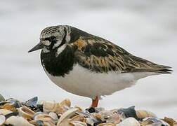 Ruddy Turnstone