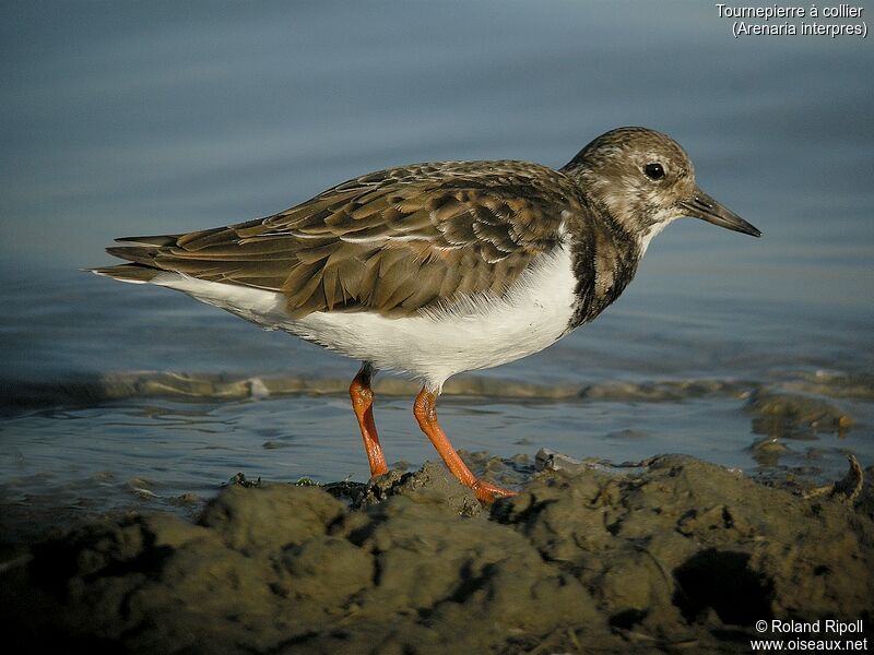 Ruddy Turnstone