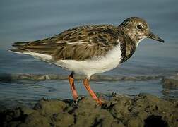 Ruddy Turnstone