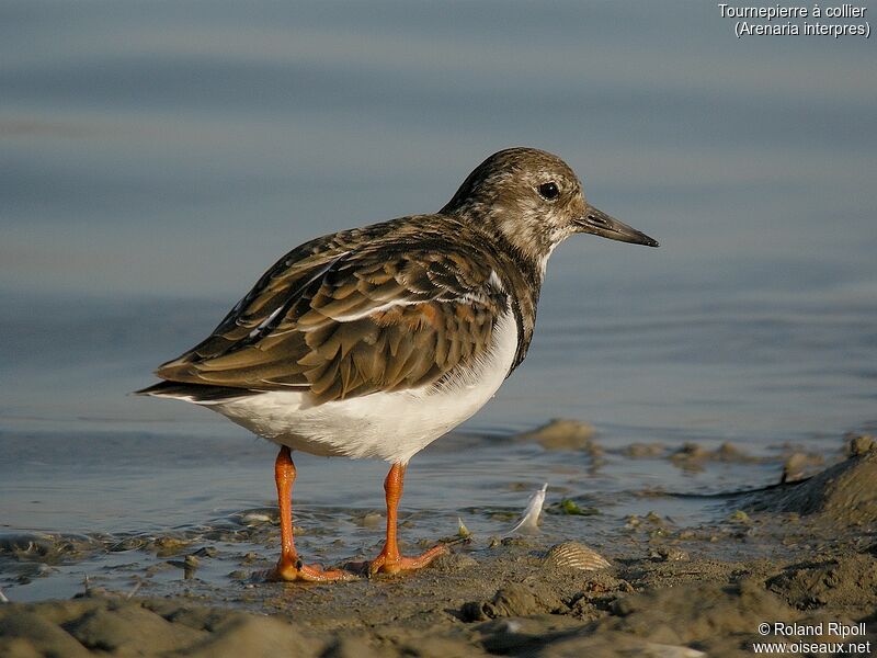 Ruddy Turnstone