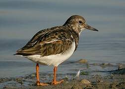 Ruddy Turnstone