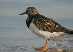 Ruddy Turnstone