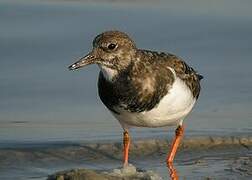 Ruddy Turnstone