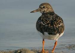 Ruddy Turnstone