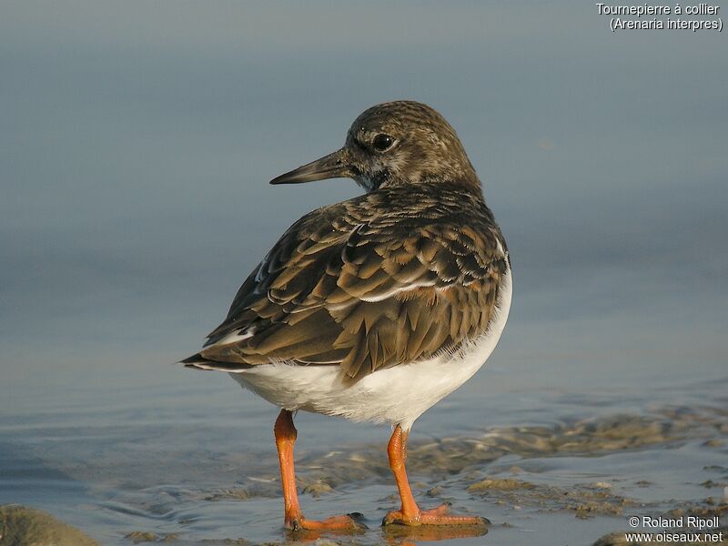 Ruddy Turnstone