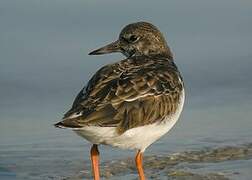 Ruddy Turnstone