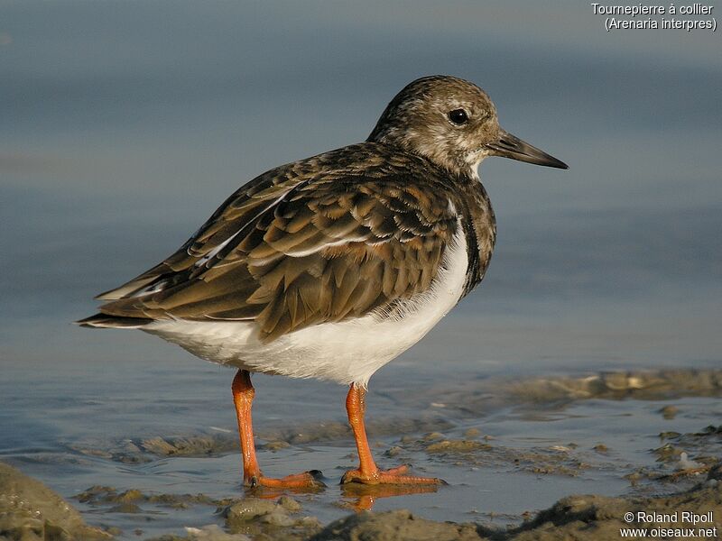 Ruddy Turnstone