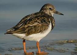 Ruddy Turnstone