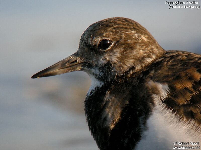 Ruddy Turnstone