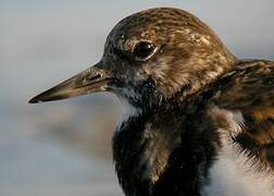 Ruddy Turnstone