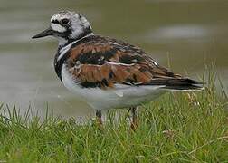 Ruddy Turnstone