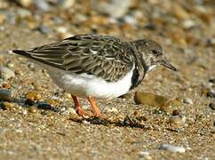 Ruddy Turnstone