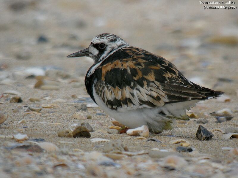 Ruddy Turnstone