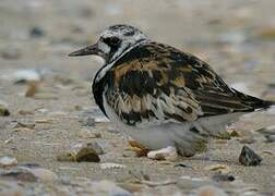 Ruddy Turnstone