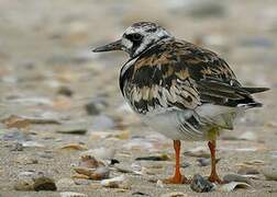 Ruddy Turnstone