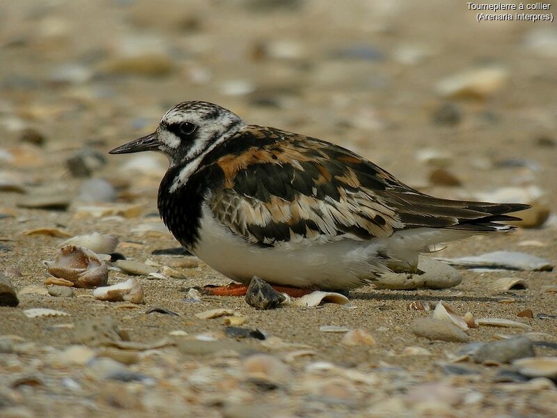 Ruddy Turnstone